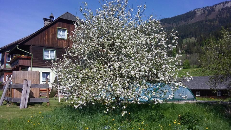 Bunzbauernhof Villa Bad Mitterndorf Kültér fotó